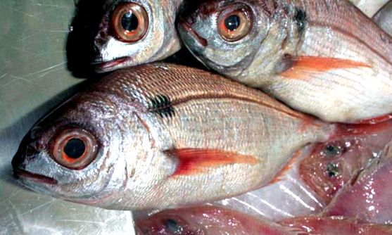 Pagellus bogaraveo_06.jpg